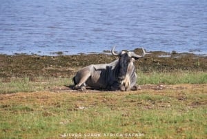 Nairobi: 4-dages safaritur til Maasai Mara og Lake Naivasha