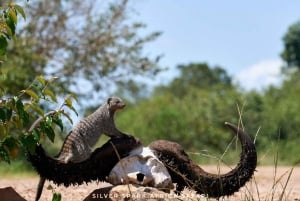 Nairobi: Safári de 4 dias em Maasai Mara e Lago Naivasha