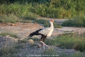 Nairobi: Safári de 4 dias em Maasai Mara e Lago Naivasha