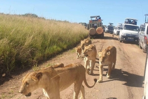 Найроби: 4-дневный тур класса люкс в Амбосели, Цаво-Уэст и Цаво…