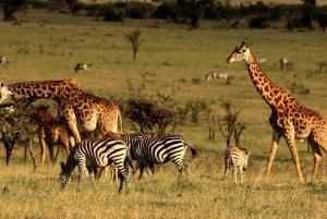 Nairobi: 4-Day Maasai Mara & Lake Nakuru Camping Safari
