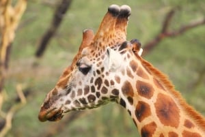 Nairobi : 4 jours de safari en camping à Maasai Mara et au lac Nakuru