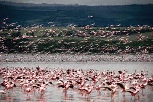 Nairobi: 4-dagers campingsafari i Maasai Mara og Nakuru-sjøen