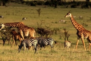 Nairobi: 4-Day Maasai Mara & Lake Nakuru Camping Safari