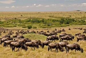 Nairobi: 4-Day Maasai Mara & Lake Nakuru Camping Safari