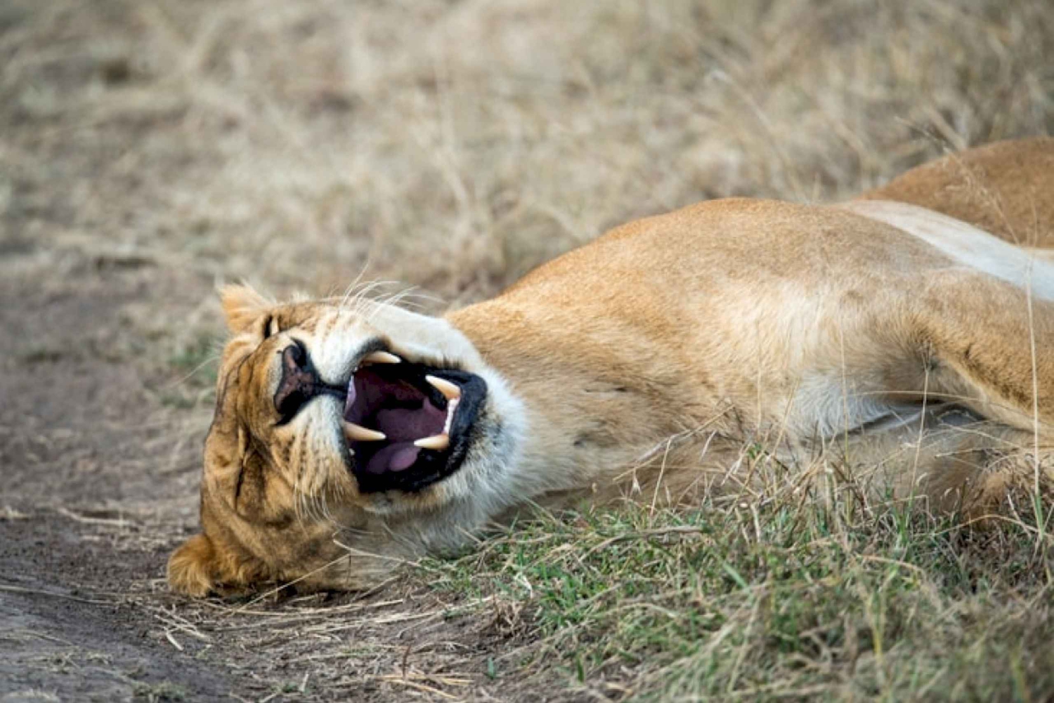 Nairobi: 4 dagars campingsafari i Masai Mara och Lake Nakuru