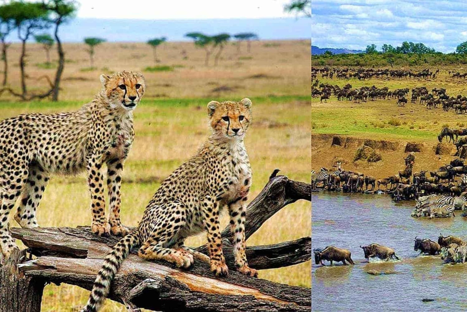 Nairobi: 4-Day Masai Mara & Lake Nakuru Safari - Mid-range