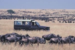 Nairobi: 4-Day Masai Mara & Lake Nakuru Safari - Mid-range