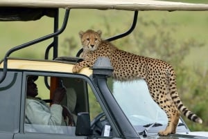Nairobi: 4-Day Masai Mara & Lake Nakuru Safari - Mid-range