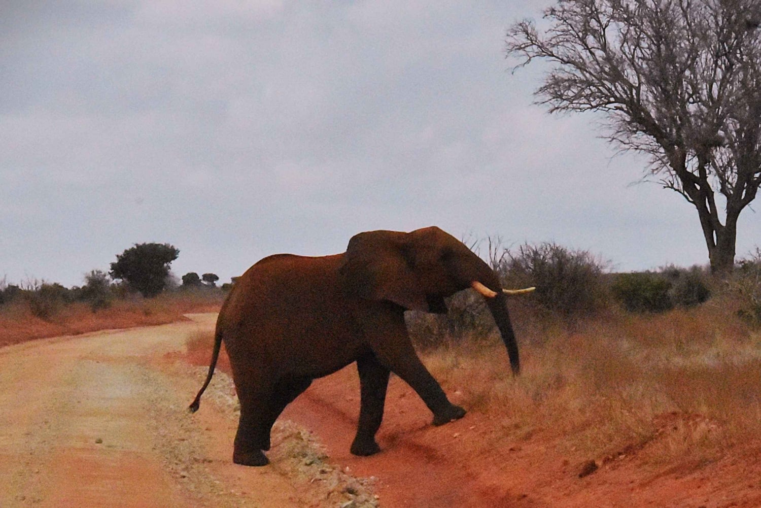 Nairobi: 4 päivän Masai Mara - Naivasha -retki