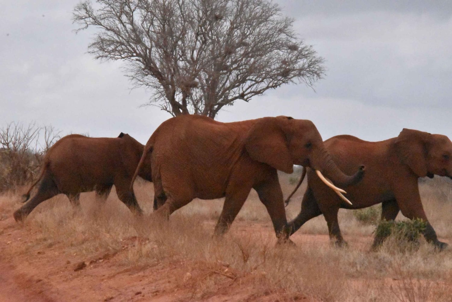 Nairobi: 4 päivän Masai Mara - Naivasha -retki