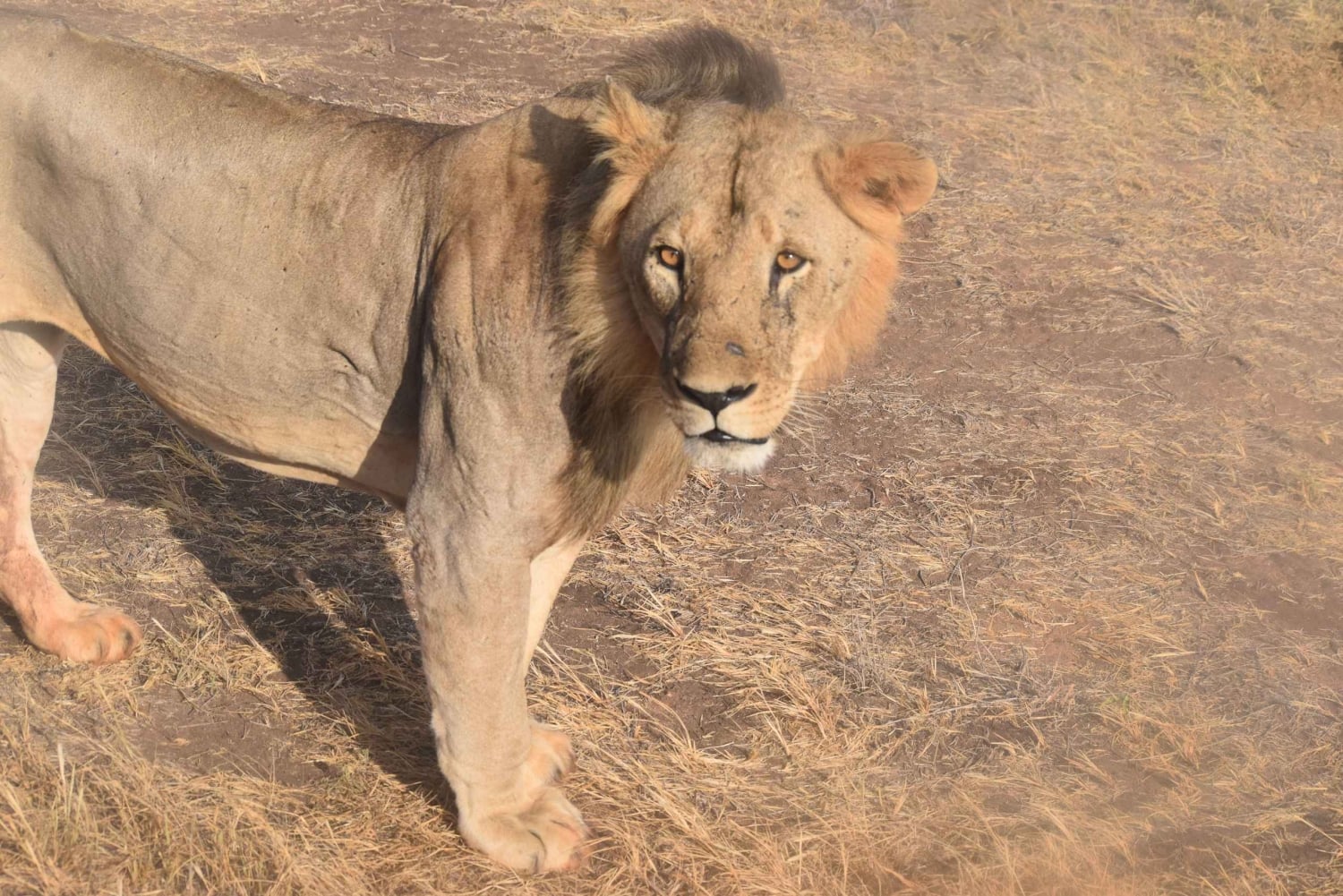 Nairobi: 4 päivän Masai Mara - Naivasha -retki