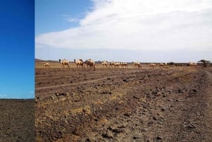 Nairobi: 4-dagars safari i norra Kenya och gömda pärlor