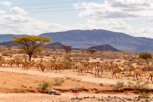 Nairobi: 4-dagars safari i norra Kenya och gömda pärlor