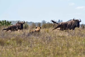 5 timmars safari i Nairobi National Park med 4x4 med öppet tak