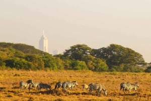 5 timmars safari i Nairobi National Park med 4x4 med öppet tak