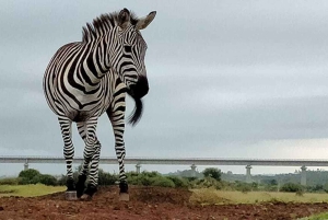5 timmars safari i Nairobi National Park med 4x4 med öppet tak