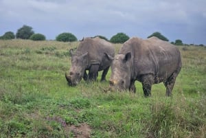 5 timmars safari i Nairobi National Park med 4x4 med öppet tak