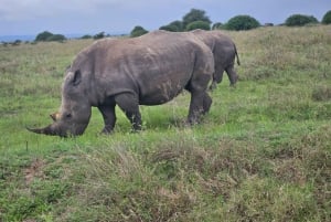 5 timmars safari i Nairobi National Park med 4x4 med öppet tak