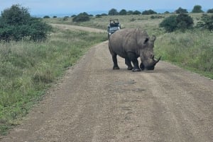 5 timmars safari i Nairobi National Park med 4x4 med öppet tak