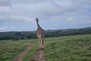 5 timmars safari i Nairobi National Park med 4x4 med öppet tak
