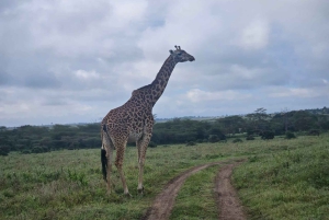 5 timmars safari i Nairobi National Park med 4x4 med öppet tak