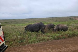 5 timmars safari i Nairobi National Park med 4x4 med öppet tak