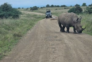 5 timmars safari i Nairobi National Park med 4x4 med öppet tak