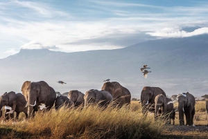 Nairobi: 5-dages safari i Amboseli og Tsavo West National Park