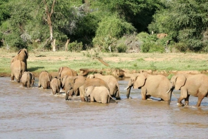 Nairobi: 5-dages safari i Amboseli og Tsavo West National Park