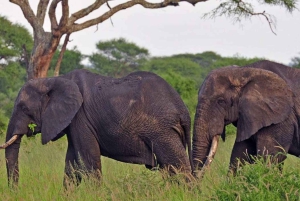 Nairobi: 5-dages safari i Amboseli og Tsavo West National Park