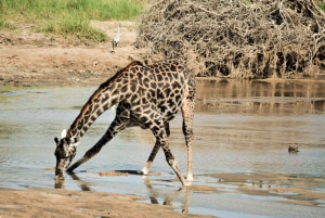 Nairobi: 5-dages safari i Amboseli og Tsavo West National Park