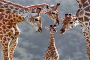 Nairobi: safari de 5 días por Masái Mara, Naivasha y Nakuru