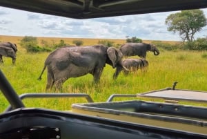 Nairobi: safari de 5 días por Masái Mara, Naivasha y Nakuru