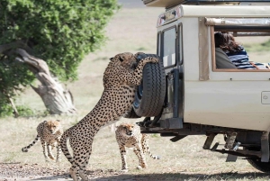 Nairobi: safari de 5 días por Masái Mara, Naivasha y Nakuru
