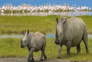 Nairobi: safari de 5 días por Masái Mara, Naivasha y Nakuru