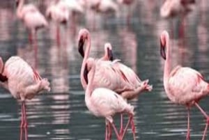 Nairobi: safari de 5 días por Masái Mara, Naivasha y Nakuru