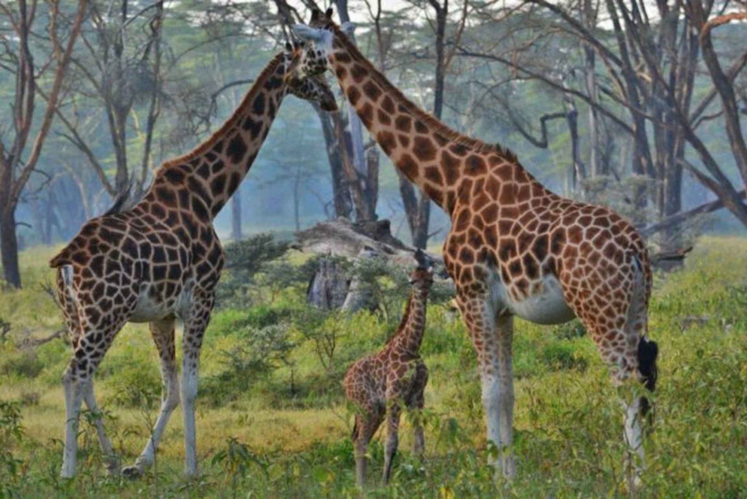 Nairobi: safari di 5 giorni a Naivasha e Nakuru