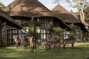 Nairobi: safari di 5 giorni a Naivasha e Nakuru