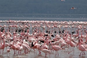 Nairobi: safari di 5 giorni a Naivasha e Nakuru