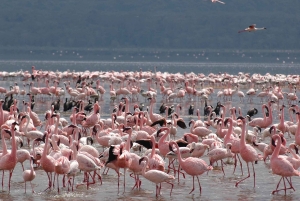 Nairobi: safari di 5 giorni a Naivasha e Nakuru