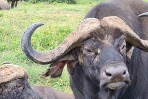 Nairobi: 5-Day Private Safari to Masai Mara & Lake Nakuru