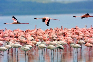 Nairobi: safari in campeggio di 5 giorni nel Maasai Mara e sul lago Nakuru