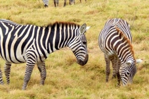 Nairobi: 5-dniowe safari na kempingu Maasai Mara i nad jeziorem Nakuru