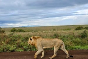 5 Hours Nairobi National Park Guided Tour with Free Pickup