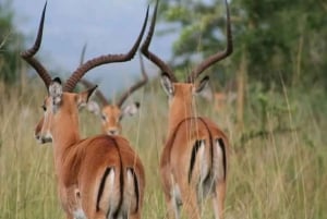 Nairobi: 6-Day Amboseli, Lake Nakuru, and Masai Mara Safari