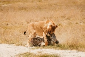 Nairobi: 6-Day Amboseli, Lake Nakuru, and Masai Mara Safari