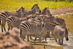Nairobi: 6-Day Amboseli, Lake Nakuru, and Masai Mara Safari