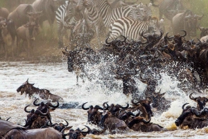Nairobi: 6-Day Amboseli, Nakuru, and Maasai Mara Safari Tour