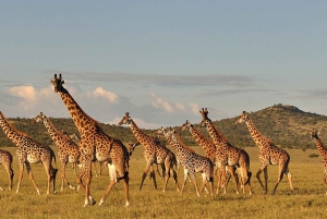 Nairobi: 6-dagars safari i Amboseli, Nakuru och Maasai Mara